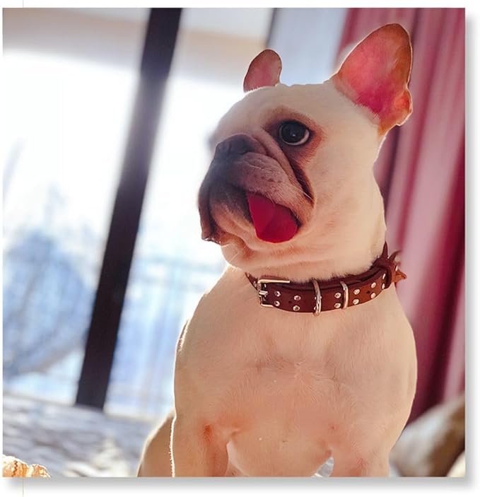 Studded Leather Dog Collar – Durable Adjustable Collar, Black Small
