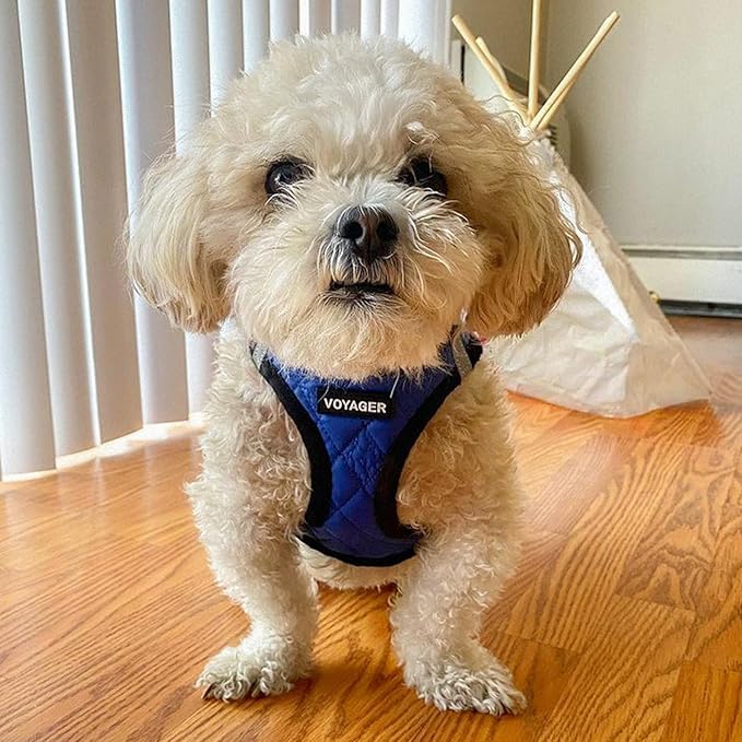 Best Pet Supplies - All Weather Mesh / Plush, Reflective, No Pull Harness for Small, Medium Dogs, Cats - Secure with Hook & Loop Fastener, Buckle, Double D-Rings - Royal Blue Faux Leather, XS