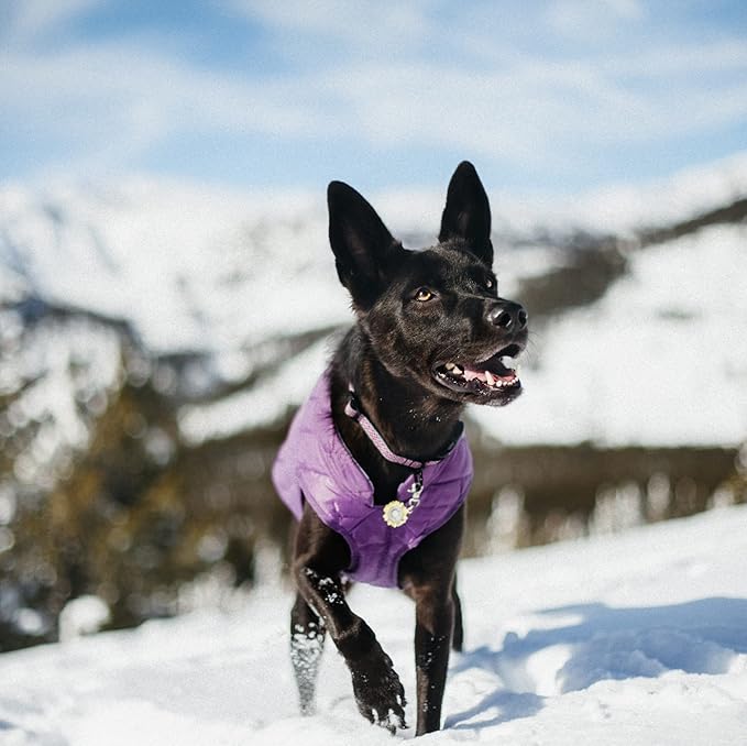 Kurgo Loft Dog Jacket - Reversible Cozy Coat for Outdoor Adventures - Water Resistant - Athletic Fit - Machine Washable Fabric - Reflective Dog Gear - X-Large - Deep Violet