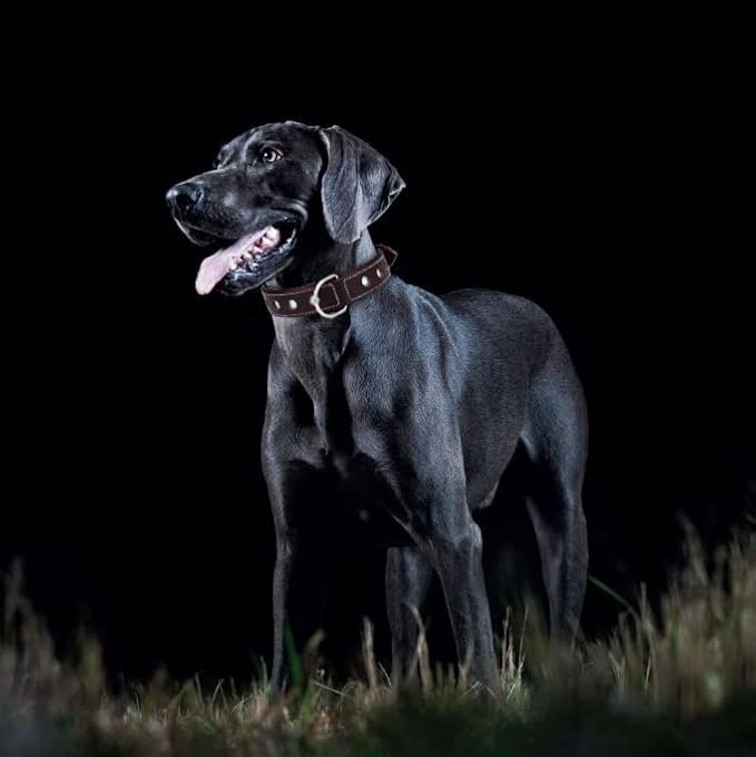 Genuine Leather Reflective Dog Collar | Stellar Series | Safe for Night Walking | Soft, Cushion Padding, Handmade | Best for Small, Medium, Large, XL (X-Large (Fit Neck Size 22"-26"), Garnet)