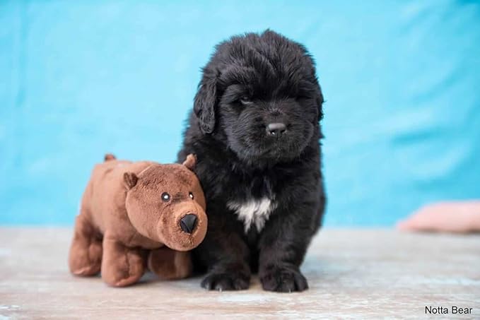 Spunky Pup Clean Earth Plush Bear | Made from 100% Recycled Water Bottles | Small,Brown,7262