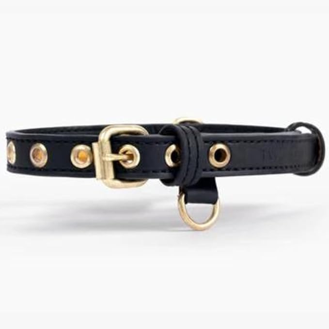 Two Tails Pet Company Cactus Vegan Leather Dog Collar, Adjustable Pet Collar with Gold Hardware and D Rings for Leash and ID Tag for Dogs and Puppies, Easy to Clean & Eco Friendly, Black, Size Medium