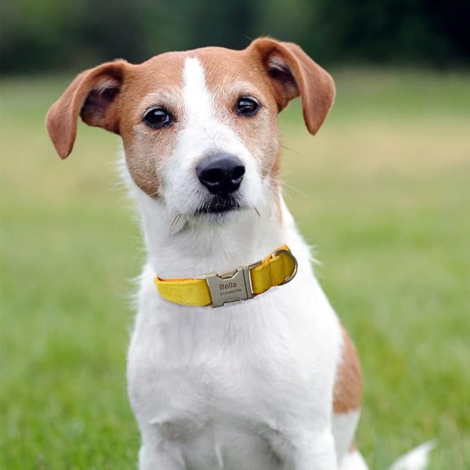 Dog Collar Custom Personalized Engraved Name and Phone Number for Puppy Small Medium Large Pets (M, Yellow)