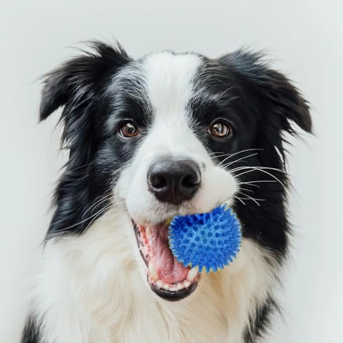 Cutie's PetBox Squeaky Rubber Spike Toy Ball for Small Dogs (2.5 Inch, Blue)