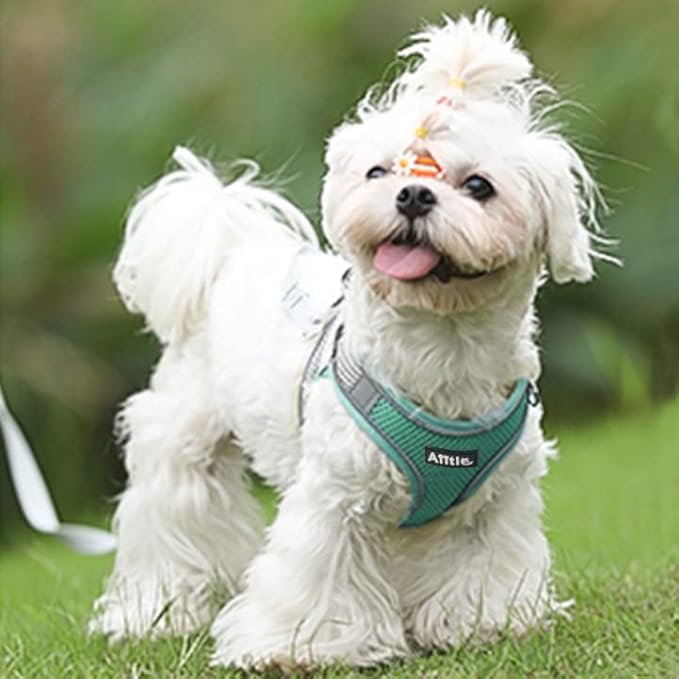 AIITLE Dog Harness, Summer No-Pull Cat Harness with a Leash, Adjustable Reflective Dog Vest, Cat Harness Escape Proof, Outdoor Walking, Camping for Extra Small Dogs and House Cats Turquoise XXXS