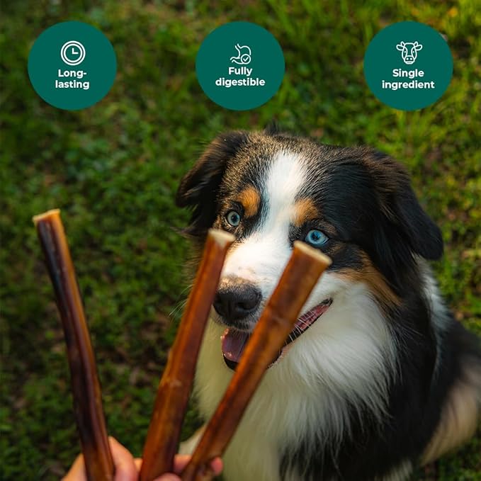 Bully Sticks 12" — 5 Count | Natural Single-Ingredient, Long-Lasting Dog Chews for Medium & Large Dogs; Dental Support, Power-Chewer Treats