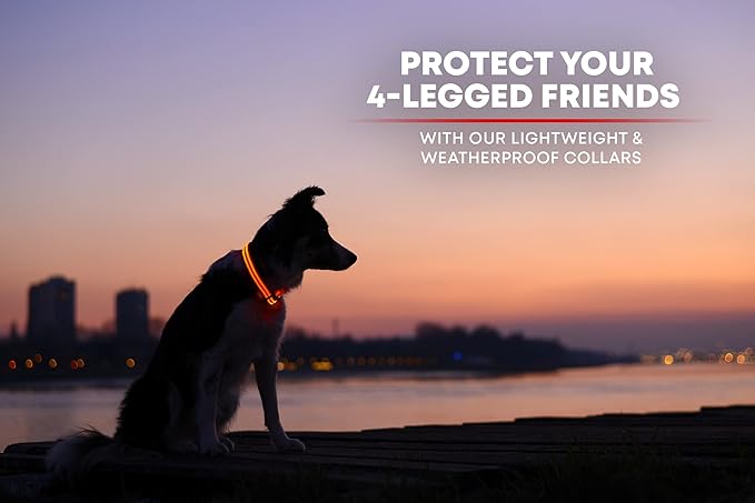 ILLUMISEEN LED Dog Collar USB Rechargeable - Bright & High Visibility Lighted Glow Collar for Pet Night Walking - Weatherproof, in 6 Colors & 6 Sizes (Orange Large)