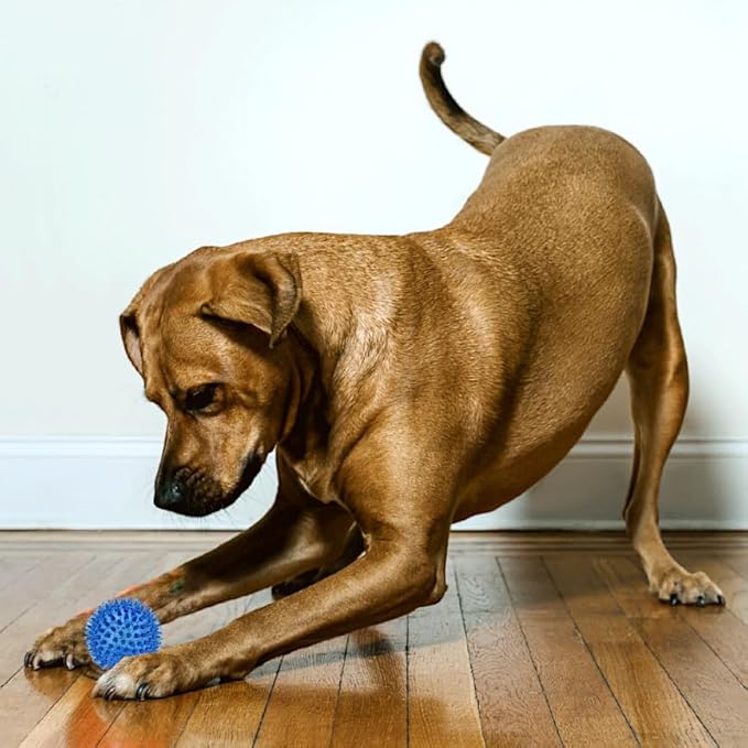 Cutie's PetBox Squeaky Rubber Spike Toy Ball for Small Dogs, 3-Colors Blue Green Yellow (2.5 Inch, Multi-Pack)