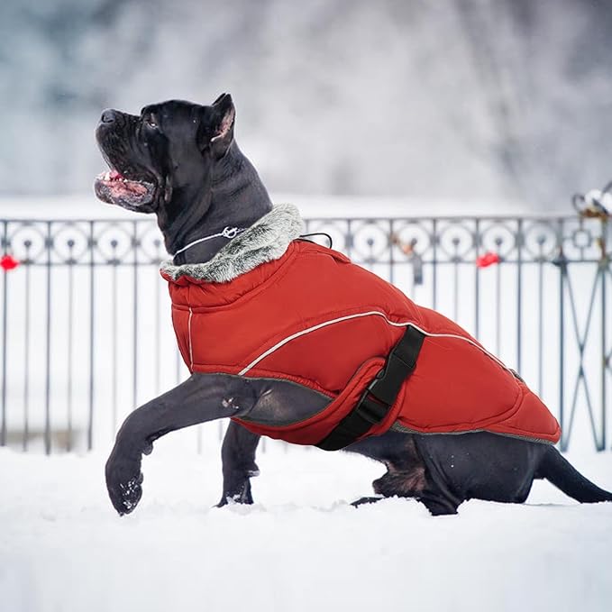 DENTRUN Medium Dog Winter Jacket - Warm Reflective Windproof Coat, Adjustable Neck & Snap Closure, Water Repellent Thick Fleece Vest, Fleece Lined for Beagle Pug, Red, M
