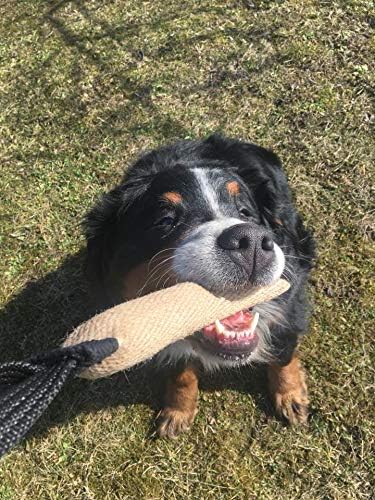 Dingo Gear Tug Toy for Dog Training Agility Tug of War, Jute Dog Bumper with one Handle, Dog Bite Pillow for Aggressive Chewers, 11" S00145