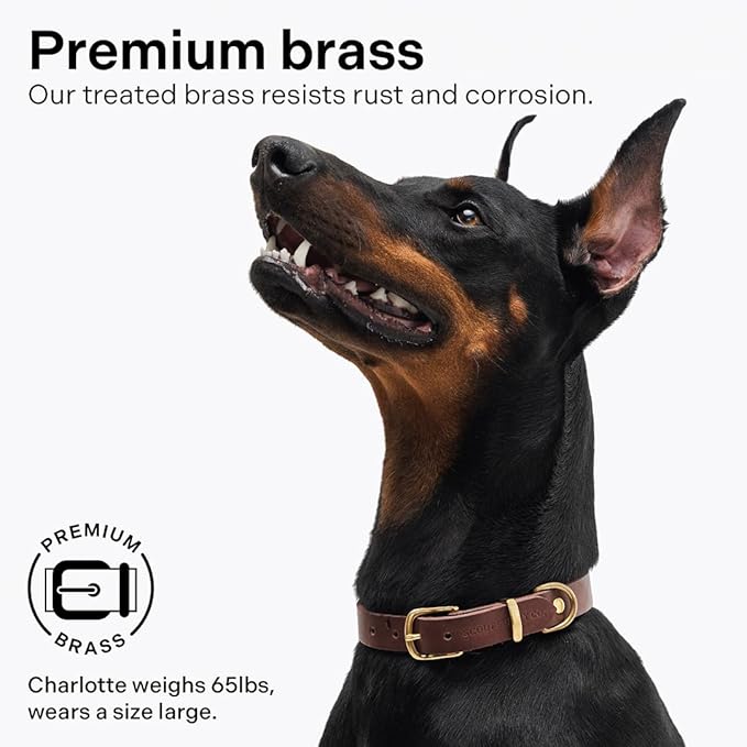 Scout Supply Classic Leather Dog Collar | Heavy Duty Thick Full Grain Leather | Waterproof & Rust-Proof Brass Hardware (Dark Brown, Medium)