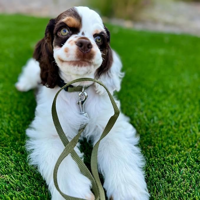 Blueberry Pet Essentials Military Green Dog Leash for X-Small -5' * 3/8" Dogs | Heavy Duty Nylon Lead | Lightweight Puppy & Cat Leash for Walking & Training