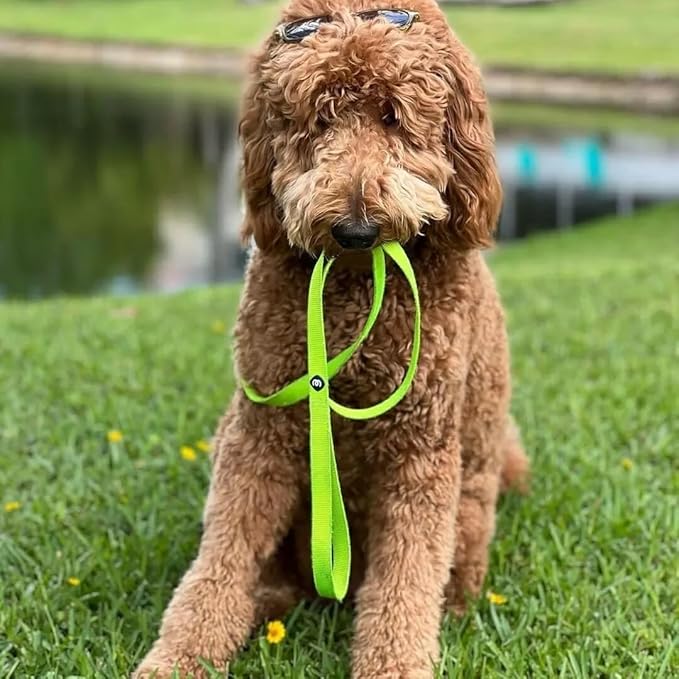 Blueberry Pet Essentials Highlighter Yellow Dog Leash for Large - 4' * 1" Dogs | Heavy Duty Nylon Lead | Lightweight Puppy & Cat Leash for Walking & Training
