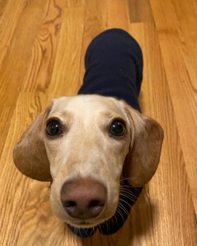 Gooby Fleece Vest Dog Sweater - Navy, X-Small - Warm Pullover Fleece Dog Jacket with O-Ring Leash for Small to Medium Dogs