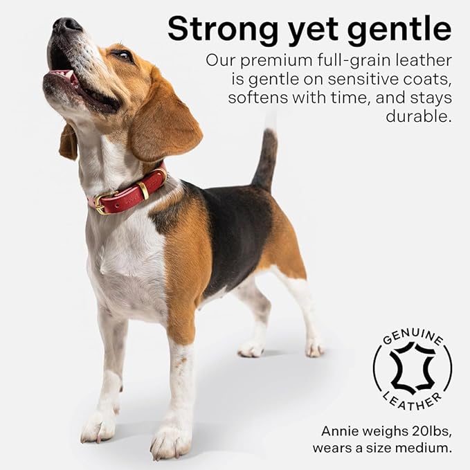 Classic Genuine Leather Dog Collar | Dog Collars for Medium Dogs, Small Dogs, Large Dogs & Extra Large Dog | Wide Dog Collar | Heavy Duty Dog Collar (Red, M: 0.8" Wide for 10.5"-13.5" Neck)