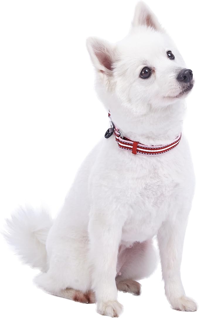 Blueberry Pet Safety Dog Collar with Dual D-Rings | 3M Reflective Multi-Colored Adjustable Collar in Marsala Red and Pink | Soft Nylon Dog Collar for Active Large Dogs