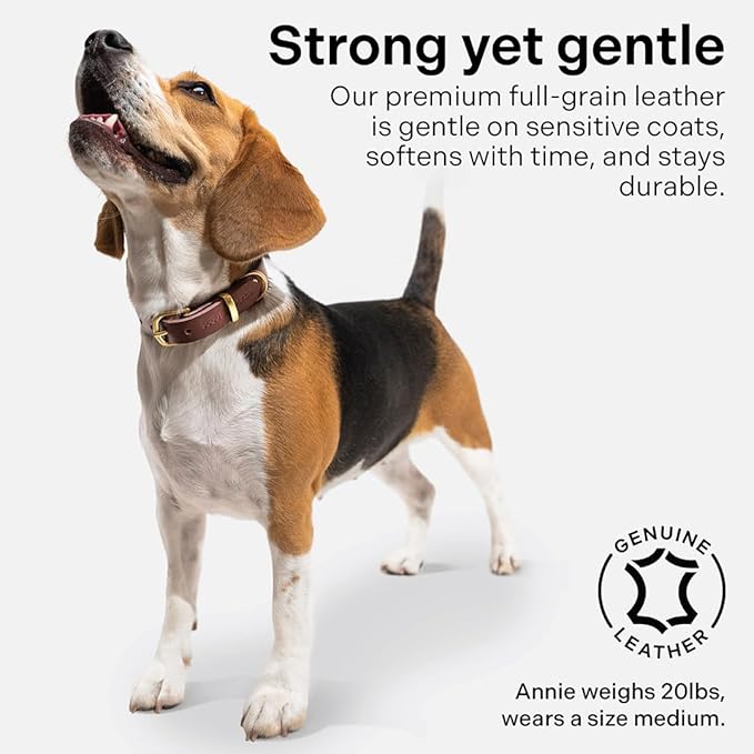 Classic Genuine Leather Dog Collar | Dog Collars for Medium Dogs, Small Dogs, Large Dogs & Extra Large Dog | Wide Dog Collar | Heavy Duty Dog Collar | Dark Brown (M: 0.8" Wide for 13.5"-16" Neck)