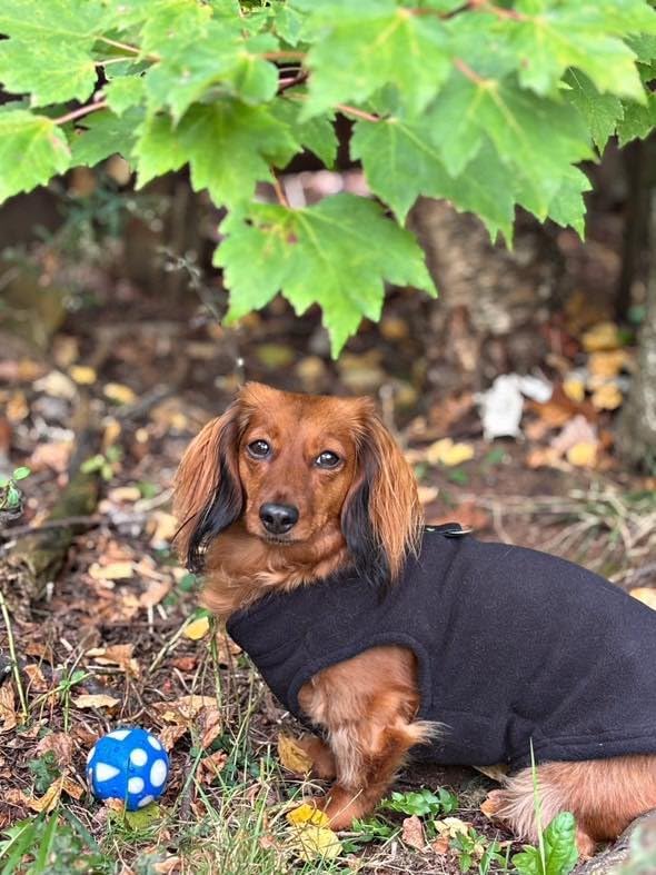 JACKO & CO - Fleece Vest Dog Sweater with Leash Ring - Soft, Warm & Lightweight Pullover Coat for Small & Medium Dogs, Puppies & Cats - Cozy Fall/Winter/Spring Pet Jacket (Black, Small 4-6lbs)