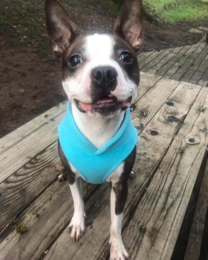 Gooby Fleece Vest Dog Sweater - Turquoise, Small - Warm Pullover Fleece Dog Jacket with O-Ring Leash for Small to Medium Dogs