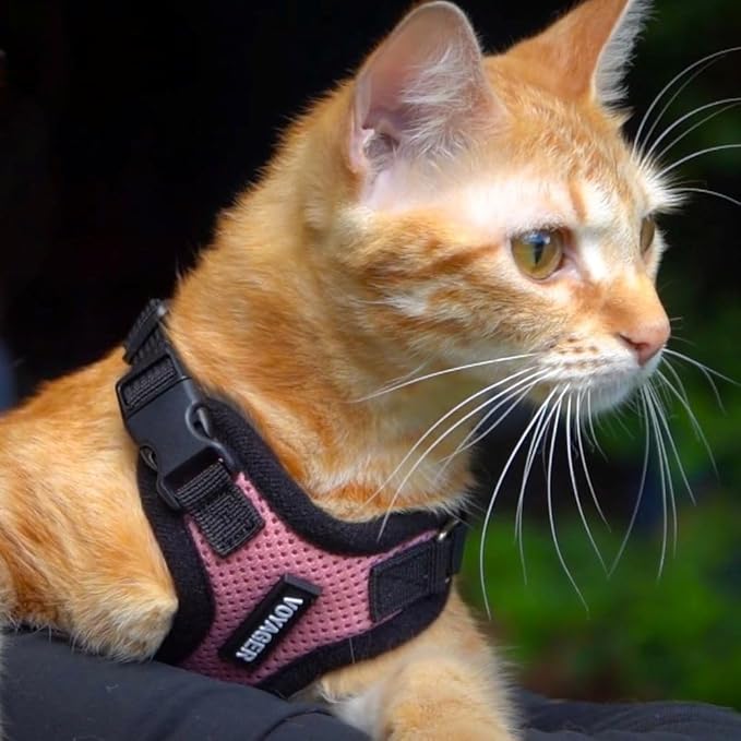Voyager Step-in Lock Adjustable Cat Harness w. Cat Leash Combo Set with Neoprene Handle 5ft - Supports Small, Medium and Large Breed Cats by Best Pet Supplies - Turquoise/Black Trim, XS