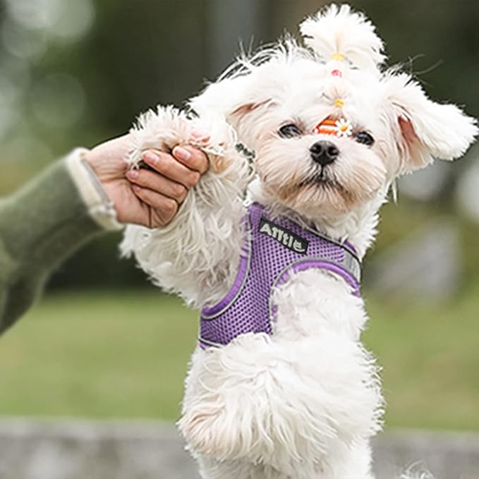AIITLE Easy Walk Dog Harness and Leash Set - Pet Supply No Pull, Step in Adjustable Pet Harnesses with Padded Vest for Summer, No Choke Over, Easy to Put on Medium Dogs Purple L