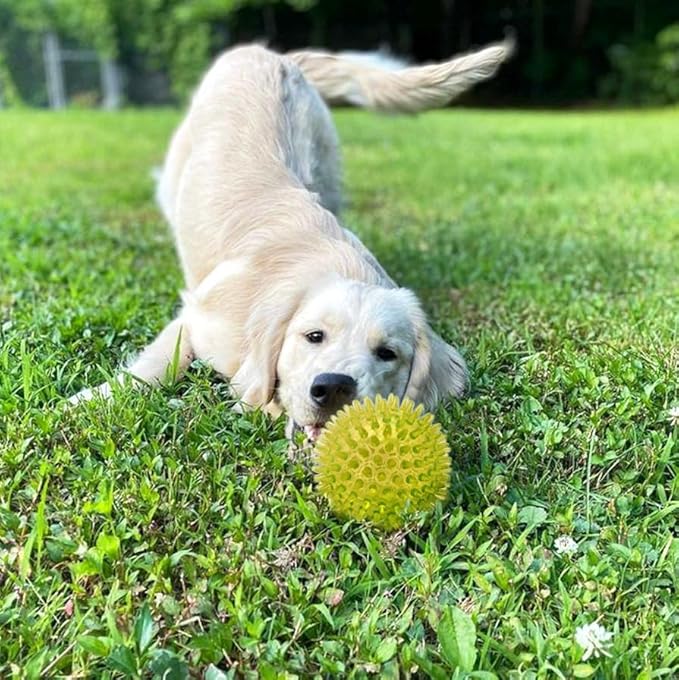 Cutie's PetBox Squeaky Rubber Spike Toy Ball for Medium, Large Dogs, 3-Colors Blue Green Yellow (3.5 Inch, Multi-Pack)
