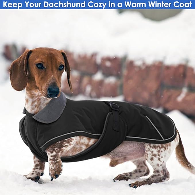 Dachshund Winter Dog Coat - Black, XLarge - Windproof Waterproof with Fleece Lining, Adjustable Buckle Closure, Snowsuit Harness Hole