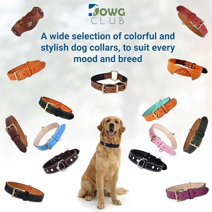 Leather Dog Collar for Small Dogs, Light Pink, .75 Inch Wide, Genuine Leather, Heavy Duty with Soft Inner Padding, Comfortable and Durable | (Blush Pink, Small (Fit Neck Size 11.5"-14.5"))