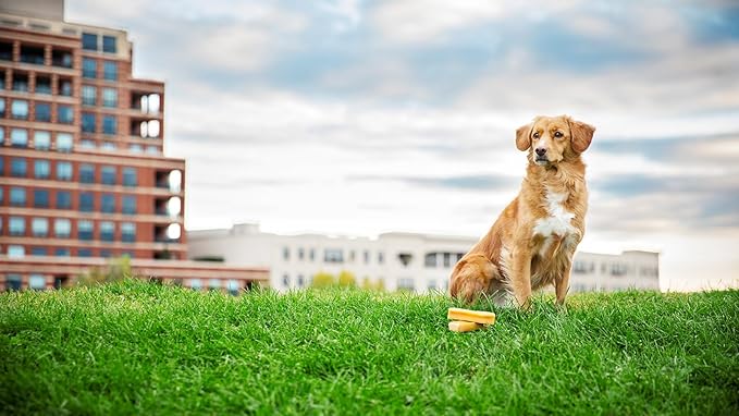 peaksNpaws Himalayan Yak Chews, High Protein Dog Treat for Aggressive Chewers, Natural, Long Lasting, Lactose Free Chew Stick for Pet Under 35 lbs, 6 Medium Treats, 100% Eco-Friendly Packaging