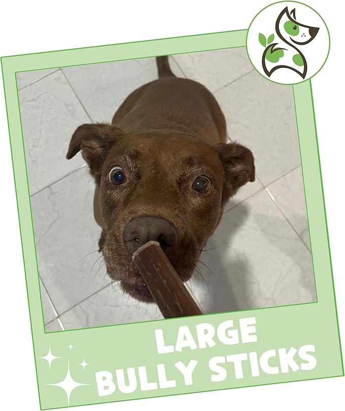 Nature Gnaws Large Bully Sticks for Dogs 11-12" (5 Count) - Thick Long Lasting for Aggressive Chewers and Large Dogs - Natural Beef Dog Chew Bones