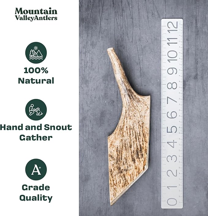 Mountain Valley Moose Antlers for Dogs - 100% Natural & Organic Chew for Aggressive Chewers, No Odor, No Mess, Long Lasting - Wild-Foraged Naturally Shed Antlers in USA - Grade A, Whole Large (1 Pack)