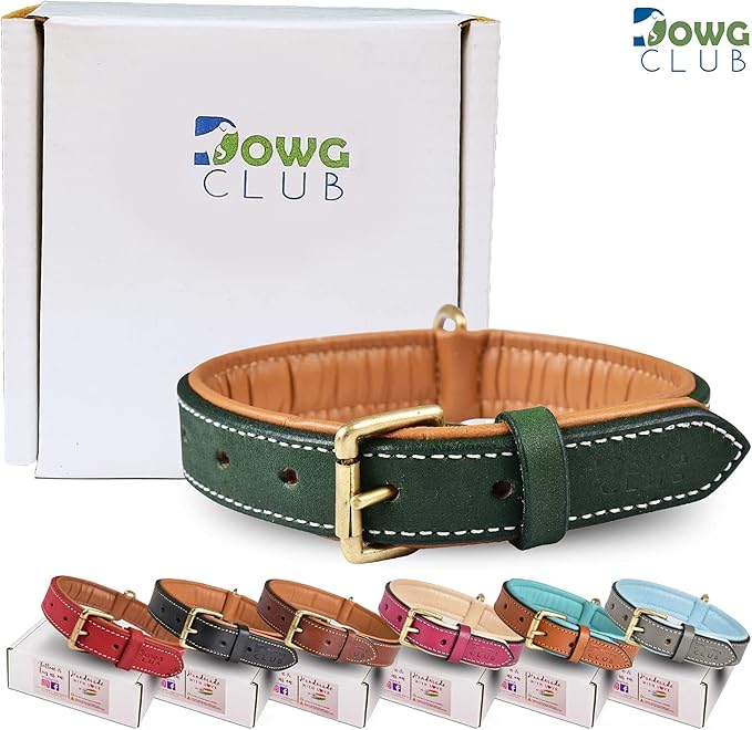 Genuine Leather Dog Collar | Full Grain, Heavy Duty, Comfortable, Padded, Strong | Best for Pups, Small, Medium, Large & XL Breeds (Medium (Fit Neck Size 14.5"-18.5"), Teal Green)