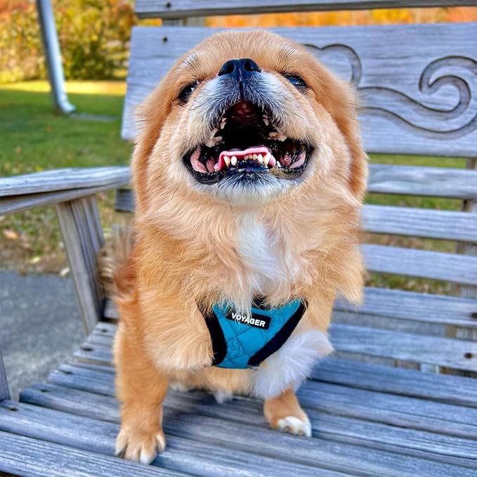 Best Pet Supplies - All Weather Mesh / Plush, Reflective, No Pull Harness for Small, Medium Dogs, Cats - Secure with Hook & Loop Fastener, Buckle, Double D-Rings - Turquoise Plush, M