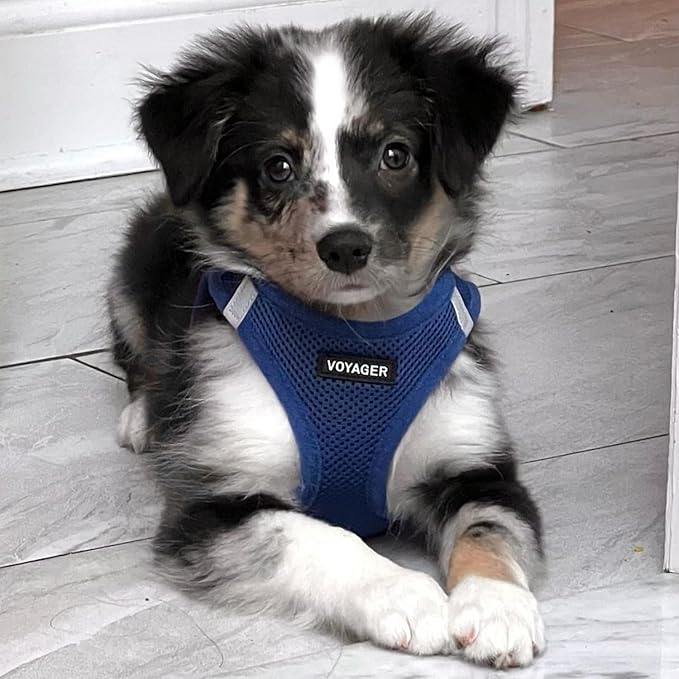 Voyager Step-In Air Dog Harness by Best Pet Supplies - All Weather Mesh Step in Vest Harness for Small and Medium Dogs, Royal Blue, size XS - Chest: 13 - 14.5"