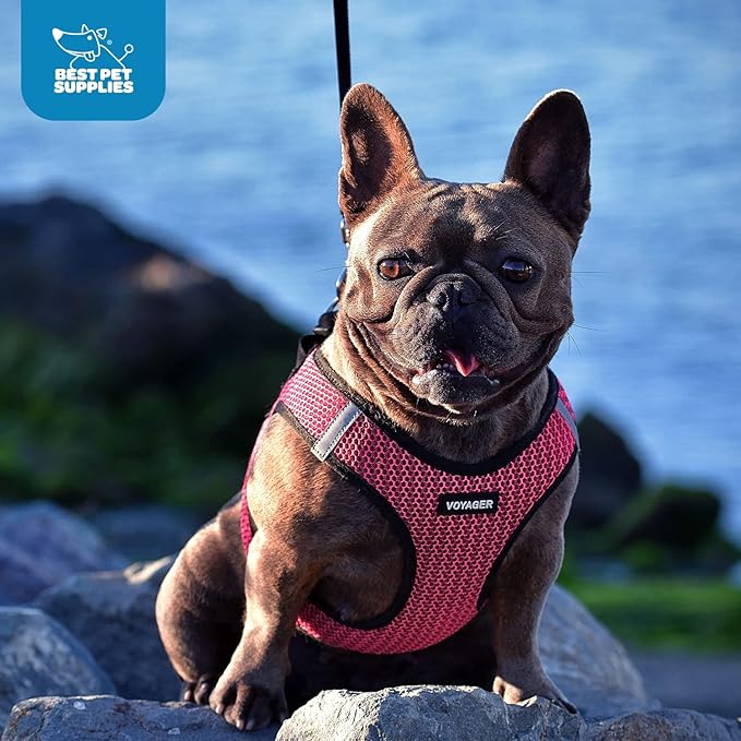 Best Pet Supplies Voyager Step-in Air Harness - All Weather Mesh, Reflective, No Pull Harness for Dogs, Cats - Secure with Hook & Loop Fastener, Buckle, Double D-Rings - Tone, M