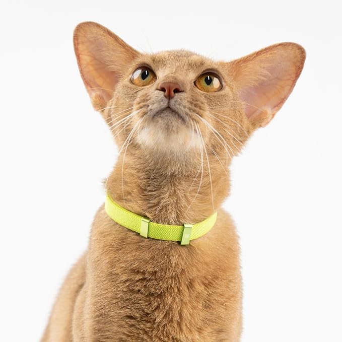 Safety Cat Collar - U.S. IDA Gold Awarding Design, Stretch Elastic Quick Release, Non Breakaway - Light Weight for Kitten, Neck Fit 7.8'-15.7' for All Small Large Cat,M(Glacier Silver)