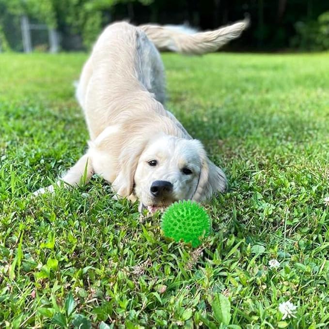 Cutie's PetBox Squeaky Rubber Spike Toy Ball for Small Dogs, 3-Colors Blue Green Yellow (2.5 Inch, Multi-Pack)