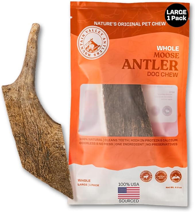 Mountain Valley Moose Antlers for Dogs - 100% Natural & Organic Chew for Aggressive Chewers, No Odor, No Mess, Long Lasting - Wild-Foraged Naturally Shed Antlers in USA - Grade A, Whole Large (1 Pack)