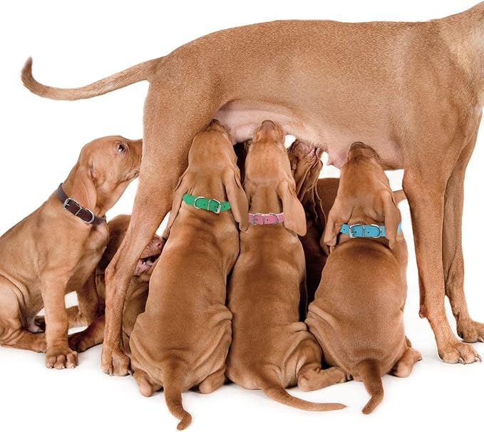 Pet Collars - Leather Small Dog Collars - 12 Color Adjustable ID Collar Identification Leather for Puppy Medium Large Breed Dogs - Neck 14~18 Inches