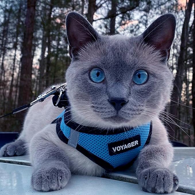 Best Pet Supplies Voyager Step-in Air Harness - All Weather Mesh, Reflective, No Pull Harness for Dogs, Cats - Secure with Hook & Loop Fastener, Buckle, Double D-Rings - Baby Blue/Black Trim, XL