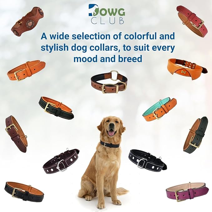 Genuine Leather Dog Collar | Full Grain, Heavy Duty, Comfortable, Padded, Strong | Best for Pups, Small, Medium, Large & XL Breeds (X-Large (Fit Neck Size 22"-26"), Black)