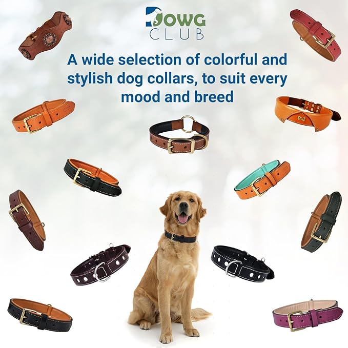 Genuine Leather Dog Collar | Full Grain, Heavy Duty, Comfortable, Padded, Strong | Best for Pups, Small, Medium, Large & XL Breeds (Large (Fit Neck Size 18.5"-22.5"), Tangerine Orange)