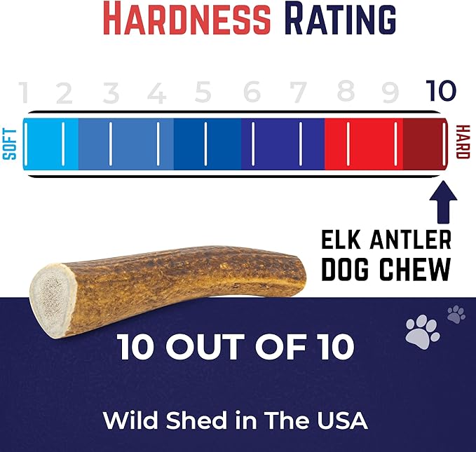 Devil Dog Pet Co. Elk Antlers for Dogs, Small 4"+, 1 Pack, Grade A Long Lasting Chew for Aggressive Chewers, Premium USA Naturally Shed Antler – Healthy, No Odor, Durable Dog Chew