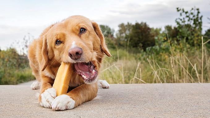 peaksNpaws Himalayan Yak Chews, High Protein Dog Treat for Aggressive Chewers, Natural, Long Lasting, Lactose Free Chew Stick for Pet Under 35 lbs, 6 Medium Treats, 100% Eco-Friendly Packaging