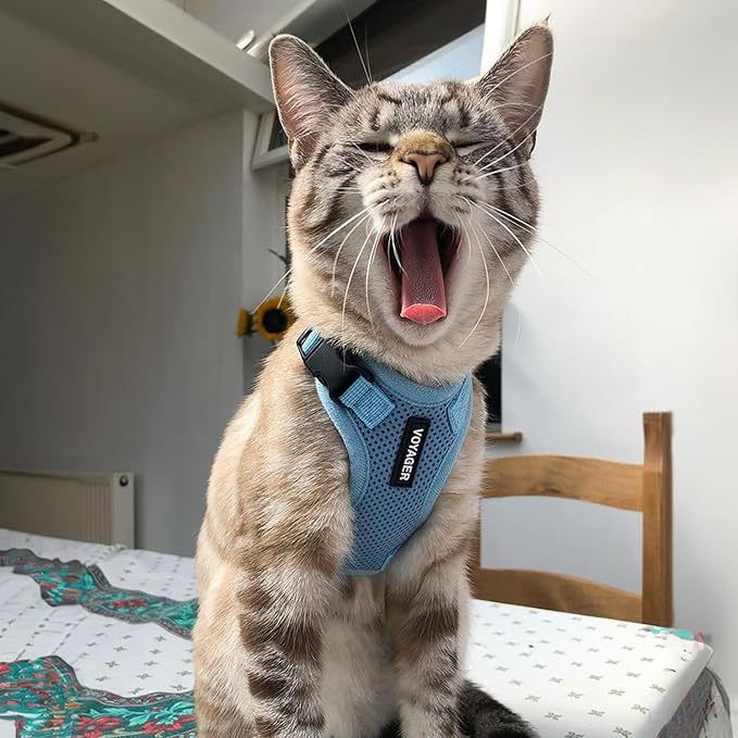 Voyager Step-in Lock Adjustable Cat Harness w. Cat Leash Combo Set with Neoprene Handle 5ft - Supports Small, Medium and Large Breed Cats by Best Pet Supplies - Baby Blue, XS