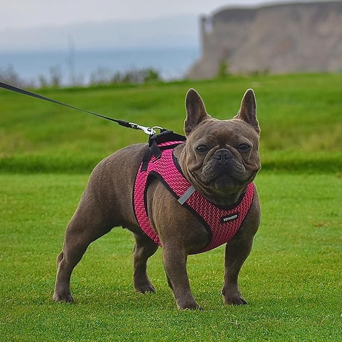 Best Pet Supplies Voyager Step-in Air Harness - All Weather Mesh, Reflective, No Pull Harness for Dogs, Cats - Secure with Hook & Loop Fastener, Buckle, Double D-Rings - Tone, M
