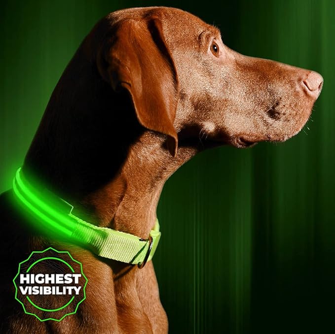 Illumiseen LED Dog Collar USB Rechargeable - Bright & High Visibility Lighted Glow Collar for Pet Night Walking - Weatherproof, in 6 Colors & 6 Sizes (Green Large)