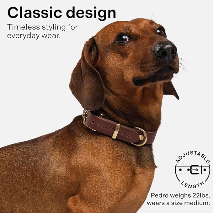 Classic Genuine Leather Dog Collar | Dog Collars for Medium Dogs, Small Dogs, Large Dogs & Extra Large Dog | Wide Dog Collar | Heavy Duty Dog Collar | Dark Brown (L: 1.2" Wide for 16"-18.5" Neck)