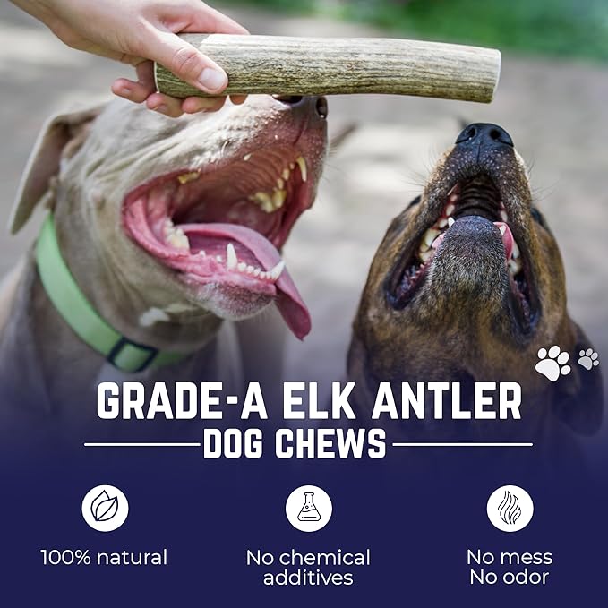 Devil Dog Pet Co. Elk Antlers for Dogs, Extra Large 7"+, 1 Pack, Grade A Long Lasting Chew for Aggressive Chewers, Premium USA Naturally Shed Antler – Healthy, No Odor, Durable Dog Chew