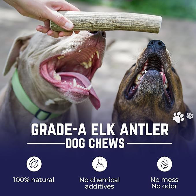 Devil Dog Pet Co. Elk Antlers for Dogs, Beast 10"+, 1 Pack, Grade A Long Lasting Chew for Aggressive Chewers, Premium USA Naturally Shed Antler – Healthy, No Odor, Durable Dog Chew